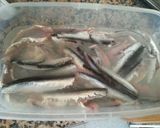Foto del paso 4 de la receta: Boquerones en vinagre