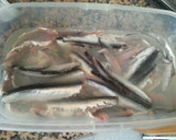 Foto del paso 4 de la receta: Boquerones en vinagre