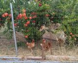 Φωτογραφία βήματος 1 της συνταγής Σιρόπι από ρόδι
