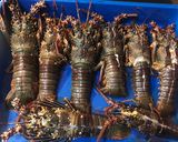 Foto langkah ke 1 dari resep Lobster pedas manis.