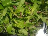 ફુદીના મોકટેલ (Pudina Mocktail Recipe In Gujarati)