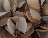 Foto del paso 2 de la receta: Arroz meloso mar y tierra