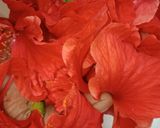 गुड़हल के फूलों का शरबत (gudhal ke phool ka sharbat recipe in hindi) रेसिपी चरण 1 फोटो
