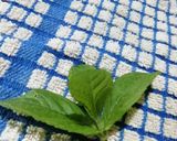 Foto del paso 1 de la receta: Licor de menta 🍸