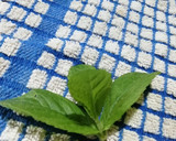 Foto del paso 1 de la receta: Licor de menta 🍸