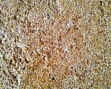તલ ની ચીક્કી (Tal Chikki recipe in gujarati) રેસીપી સ્ટેપ3ફોટો