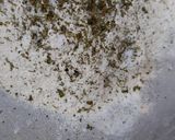 A picture of step 3 of Carrot & Fenugreek leaves paratha.