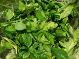 Pesto Sauce
