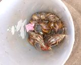 Foto langkah ke 1 dari resep Cara membersihkan bekicot supaya siap masak.