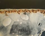 Foto del paso 4 de la receta: Sfiha Yaffawiyeh / Empanadas de Yaffa/صفيحة