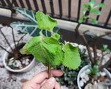 Foto langkah ke 1 dari resep Gulai daun bangun-bangun/ASI booster sedap.
