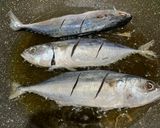 Foto langkah ke 4 dari resep Ikan Kembung Bakar.