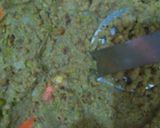 A picture of step 6 of Peas and chane rings.