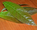 Foto del paso 1 de la receta: Té de hoja de Aguacate