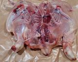 Foto del passaggio 2 della ricetta Polletto alla diavola