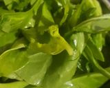 A picture of step 2 of Green moong dal chilla.