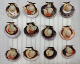 Foto del paso 3 de la receta: Vieiras con vinagreta al horno