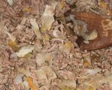 Foto del paso 1 de la receta: Budín de carne