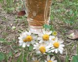 عکس مرحله 2 از دستور چای بابونه کرمانی