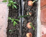 Foto del paso 2 de la receta: Mini-quintita!!🥕🍅🥑🧅