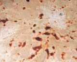 आलू गाजर का पराठा(aloo gajar ka paratha recipe in hindi) रेसिपी चरण 3 फोटो