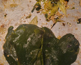 Foto del paso 5 de la receta: Mole Verde de Puerco Pipían