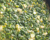 Foto del paso 8 de la receta: Tortilla de espinaca y papas