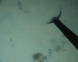 A picture of step 4 of Sweet potato kheer.