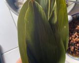 Foto langkah ke 4 dari resep Bakcang Ketan.