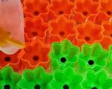 Foto langkah ke 2 dari resep Agar-agar Jadoel (Simple Dessert).