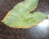A picture of step 5 of Gujarati Patra.
