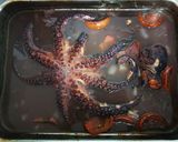 Foto del paso 4 de la receta Pulpo asado