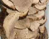 Foto del paso 8 de la receta: Mano de piedra con camote
