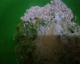 Foto del paso 2 de la receta: Arrollado de zapallitos (en microondas)