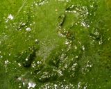 A picture of step 6 of Tagliatelle with Spinach and Almond Pesto.