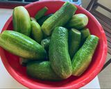 Kovászos uborka ahogy mi szeretjük 🥒 recept fázis 1 fotója