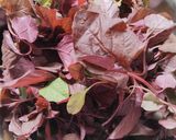 A picture of step 1 of Chaulai / Amaranth Saag.