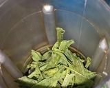 Foto langkah ke 2 dari resep Daun bawang kering (dry leek).