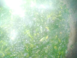 نرگسی اسفناج