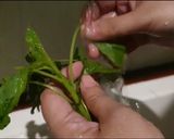 Foto langkah ke 1 dari resep Keripik Bayam.