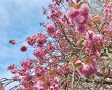 Hình bước làm 1 của món 🌱 Hoa Anh Đào Muối Nhật Bản (Japonais Traditionnel Salé Sakura)