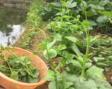 Hình bước làm 1 của món Sam muống mùng tơi rền luộc