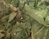 Foto del paso 3 de la receta: Lasagna de tallos de acelga
