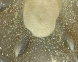 Foto del paso 2 de la receta: Pizza dietética en licuadora