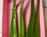 Foto langkah ke 1 dari resep Teh Bunga Telang dan Lidah Buaya Segar.