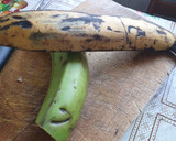 Foto del paso 1 de la receta: Mariquitas, tostones y plátanos fritos