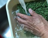 Foto del paso 2 de la receta: Huauzontle en salsa de jitomate