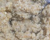 Foto del paso 4 de la receta: Quinoa con huesillos, chancaca y caramelo