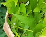 Foto langkah ke 1 dari resep Sambal ikan asap tumis daun ketela.