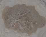 Foto del paso 1 de la receta: Bizcochitos de grasa